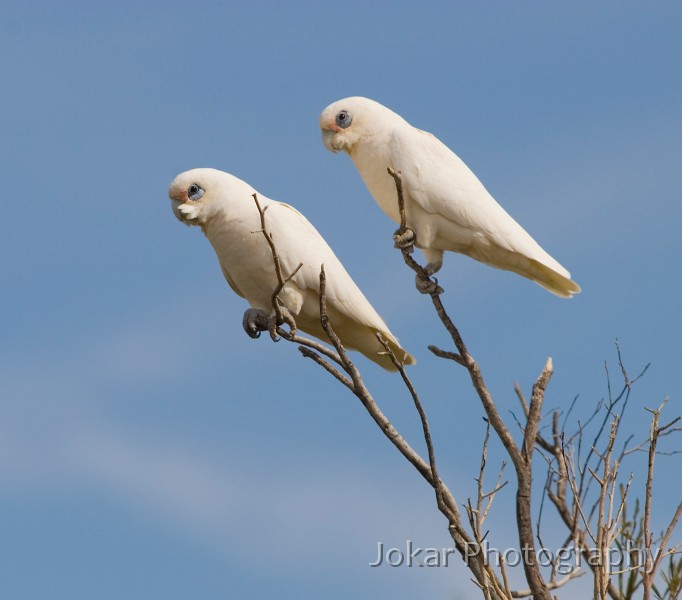 Lake Eyre (Day 2)_20070407_115.jpg - Corellas at Alberrie Springs, Oodnadatta Track